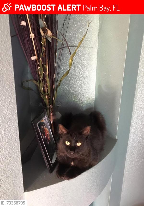 Lost Female Cat last seen Oconnel / Osmosis Dr, Palm Bay, FL 32908