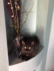 Lost Female Cat last seen Oconnel / Osmosis Dr, Palm Bay, FL 32908