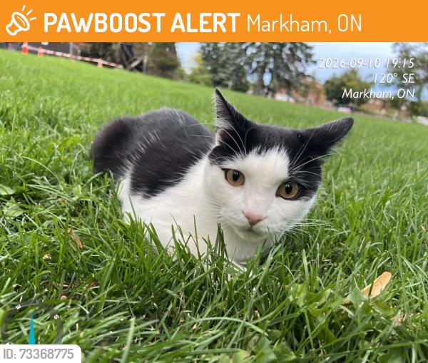 Found/Stray Female Cat last seen Green next to Aldergrove Park parking lot at Fenton Road, Markham, ON 