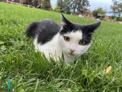 Found/Stray Female Cat last seen Green next to Aldergrove Park parking lot at Fenton Road, Markham, ON 