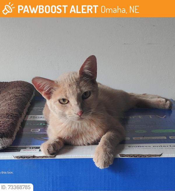 Found/Stray Unknown Cat last seen 37th and Franklin St Omaha ne, Omaha, NE 68114