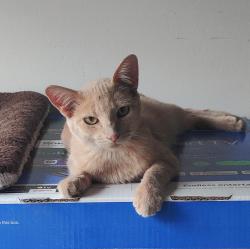 Found/Stray Unknown Cat last seen 37th and Franklin St Omaha ne, Omaha, NE 68114