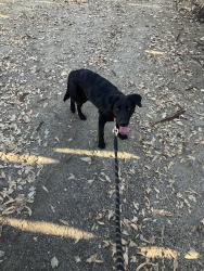 Found/Stray Female Dog last seen LCatawba and Boyle, Fontana, CA 92337