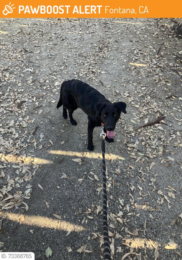 Found/Stray Female Dog last seen LCatawba and Boyle, Fontana, CA 92337