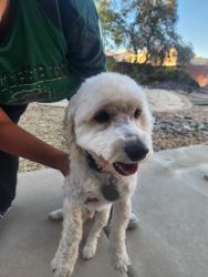 Found/Stray Male Dog last seen Kilauea, Vesuvius, Albuquerque, NM 87120