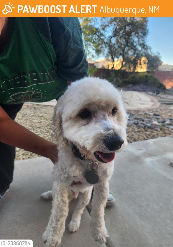 Found/Stray Male Dog last seen Kilauea, Vesuvius, Albuquerque, NM 87120