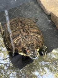 Shelter Stray Female Other last seen , 31044 Charlie Canyon Rd, Castaic, CA 91384, USA