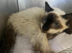 Shelter Stray Female Cat last seen Near BLK NEWPORT AVE, LONG BEACH CA 90804, 7700 E Spring St, Long Beach, CA 90815, USA