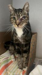Shelter Stray Male Cat last seen Near BLOCK BLCK CEDAR AVE, LONG BEACH, CA 90813, 7700 E Spring St, Long Beach, CA 90815, USA