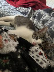Lost Male Cat last seen food lion, Lorton, VA 22079