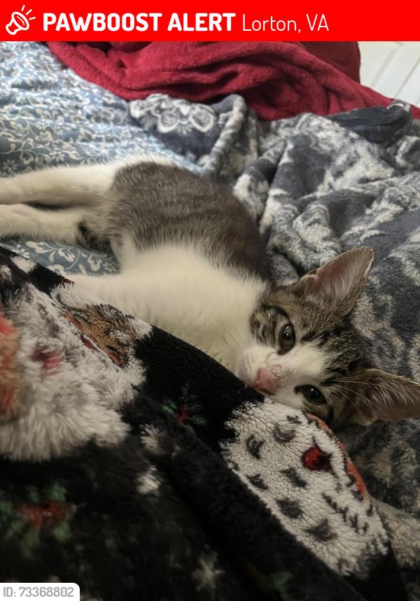 Lost Male Cat last seen food lion, Lorton, VA 22079