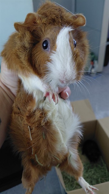 Shelter Stray Unknown Other last seen , 4275 Elton St, Baldwin Park, CA 91706, USA