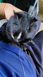 Shelter Stray Unknown Other last seen , 4275 Elton St, Baldwin Park, CA 91706, USA