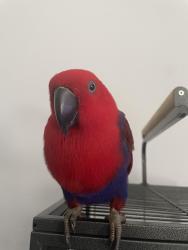 Lost Female Bird last seen Woodpine Drive in the North Lakes neighborhood, behind Sam’s Club on North Dale Mabry Highway, Tampa, FL 33618