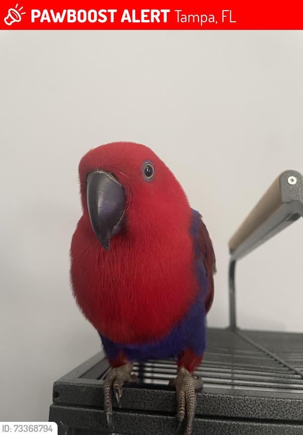 Lost Female Bird last seen Woodpine Drive in the North Lakes neighborhood, behind Sam’s Club on North Dale Mabry Highway, Tampa, FL 33618