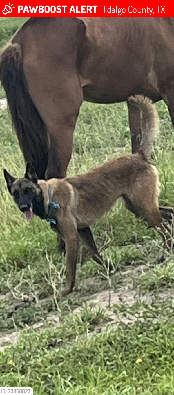 Lost Male Dog last seen Anderson Rd, Hidalgo County, TX 78537