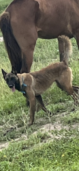 Lost Male Dog last seen Anderson Rd, Hidalgo County, TX 78537