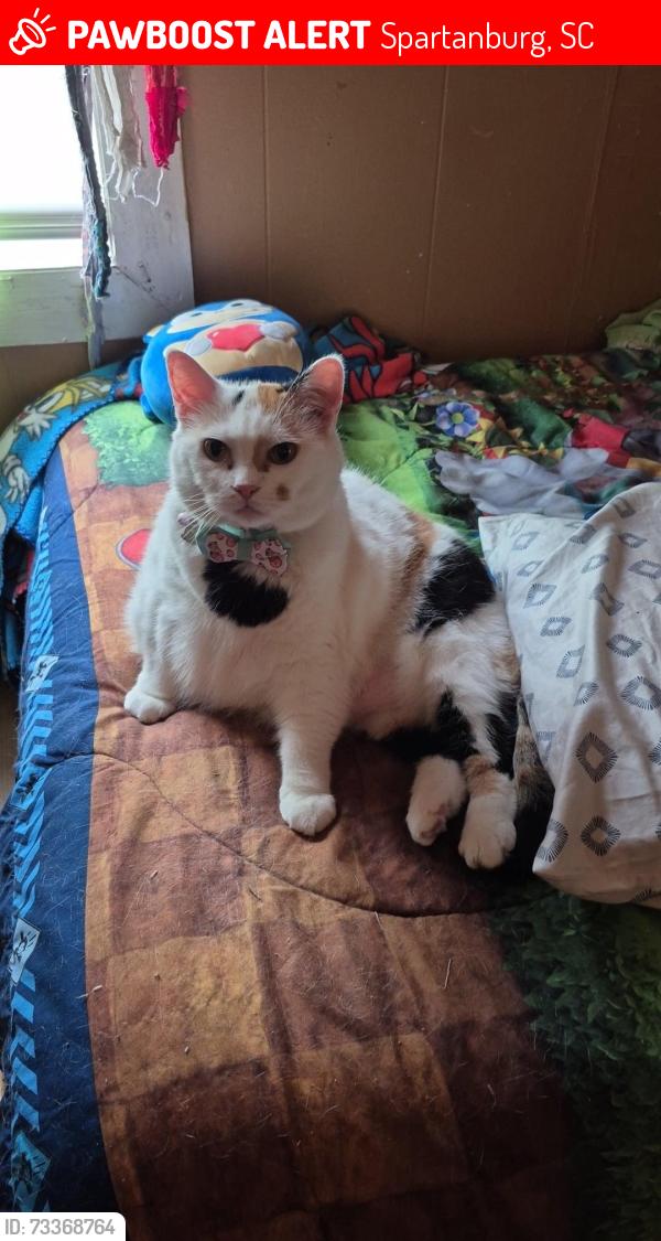 Lost Female Cat last seen Between Bryant Rd, Parris Bridge Rd off of Hwy 9, Spartanburg, SC 29303