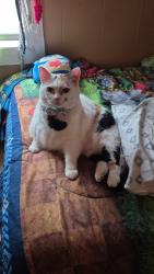 Lost Female Cat last seen Between Bryant Rd, Parris Bridge Rd off of Hwy 9, Spartanburg, SC 29303