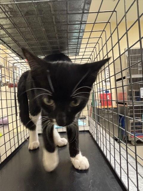 Shelter Stray Unknown Cat last seen , 232 Eslinger Way, Sanford, FL 32773, USA