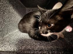 Shelter Stray Male Cat last seen Near BLOCK WEST ST, PUEBLO CO 81003, 4600 Eagleridge Pl, Pueblo, CO 81008, USA