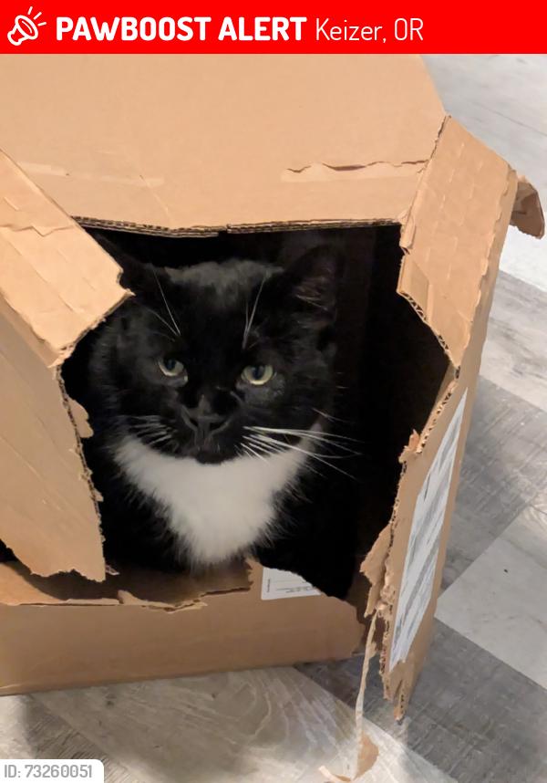 Lost Male Cat last seen Keizer Rapids, Keizer, OR 97303