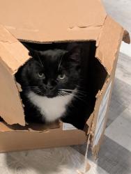 Lost Male Cat last seen Keizer Rapids, Keizer, OR 97303