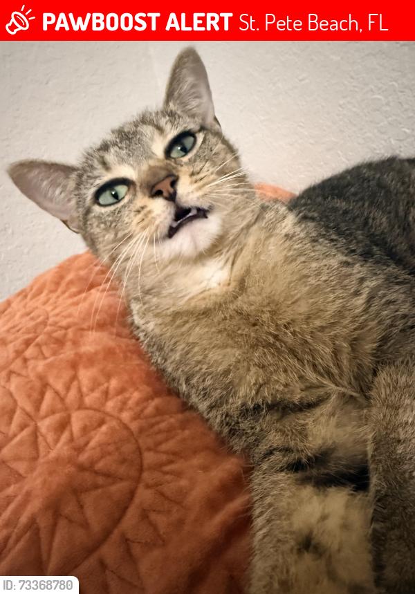 Lost Female Cat last seen Behind Mac Nastys, behind the Barbecue place, St. Pete Beach, FL 33706
