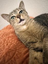 Lost Female Cat last seen Behind Mac Nastys, behind the Barbecue place, St. Pete Beach, FL 33706