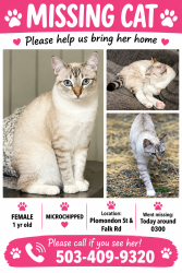 Lost Female Cat last seen Plomondon St & Falk Rd, Vancouver, WA 98661