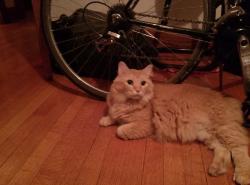 Lost Male Cat last seen Near Apple St. Lincoln, NE 68503, Lincoln, NE 68503