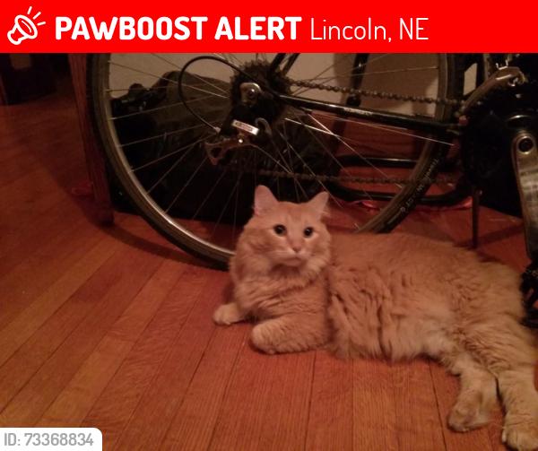 Lost Male Cat last seen Near Apple St. Lincoln, NE 68503, Lincoln, NE 68503