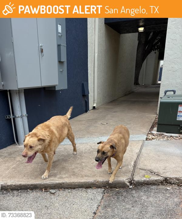 Found/Stray Unknown Dog last seen around the retreat at college hills apmts home, San Angelo, TX 76904