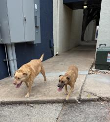 Found/Stray Unknown Dog last seen around the retreat at college hills apmts home, San Angelo, TX 76904