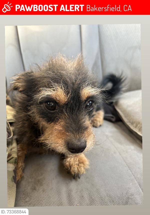 Lost Female Dog last seen Larsons Gas Station, Bakersfield, CA 93304