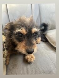 Lost Female Dog last seen Larsons Gas Station, Bakersfield, CA 93304