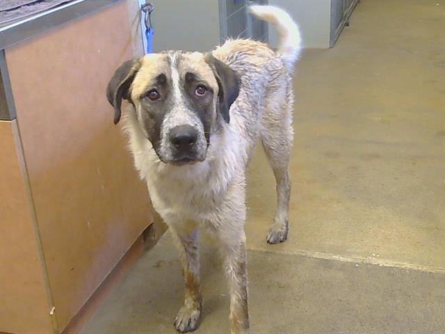 Shelter Stray Female Dog last seen G ST / 20TH ST, 95673, 3839 Bradshaw Rd, Sacramento, CA 95827, USA