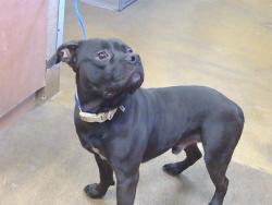 Shelter Stray Male Dog last seen MAGDELINA ST/WILLIS AVE, 95673, 3839 Bradshaw Rd, Sacramento, CA 95827, USA