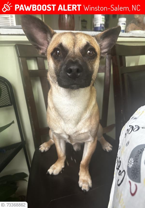 Lost Male Dog last seen Oakdale st/ Main st on South side, Winston-Salem, NC 27108