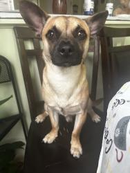 Lost Male Dog last seen Oakdale st/ Main st on South side, Winston-Salem, NC 27108