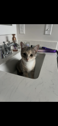 Reunited Female Cat last seen Little Kelly and NC 133, Pender County, NC 28457