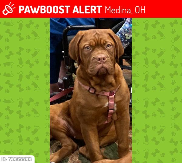 Lost Female Dog last seen Rt. 18 and RT.252 York township West of Medina Ohio, Medina, OH 44256
