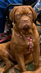 Lost Female Dog last seen Rt. 18 and RT.252 York township West of Medina Ohio, Medina, OH 44256