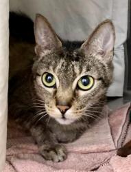 Shelter Stray Female Cat last seen Near Jack St, 21225, MD, 2490 Giles Rd, Baltimore, MD 21225, USA