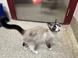 Shelter Stray Female Cat last seen Near BLOCK MONTEREY RD, COLORADO SPRINGS CO 80910, 610 Abbot Ln, Colorado Springs, CO 80905, USA