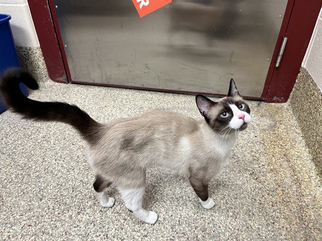 Shelter Stray Female Cat last seen Near BLOCK MONTEREY RD, COLORADO SPRINGS CO 80910, 610 Abbot Ln, Colorado Springs, CO 80905, USA