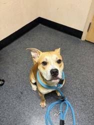 Shelter Stray Male Dog last seen Taylor Rd and Roseville Pkwy, Roseville City, CA, 200 Tahoe Ave, Roseville, CA 95678, USA