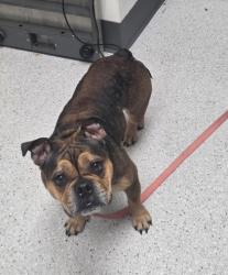 Shelter Stray Female Dog last seen Near Tompkins, Oakland, CA, 1101 29th Ave, Oakland, CA 94601, USA