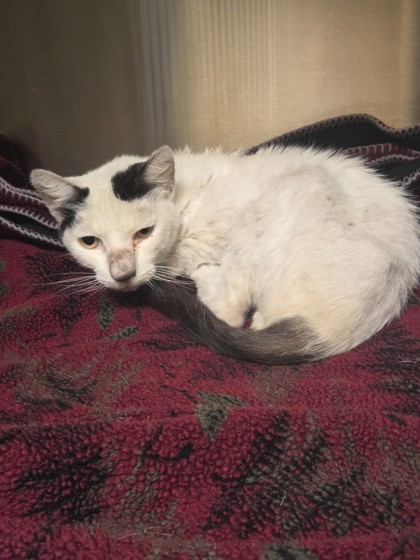 Shelter Stray Male Cat last seen Near Pippin St, Oakland, CA, 1101 29th Ave, Oakland, CA 94601, USA