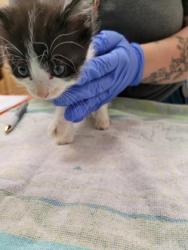 Shelter Stray Male Cat last seen ARDEN WAY at ALTA ARDEN EXPY, Sacramento County, CA, 6201 Florin Perkins Rd, Sacramento, CA 95828, USA